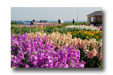 ��[���̉Ԕ�